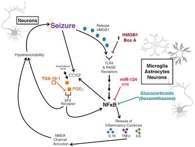 Multiple Disruptions of Glial-Neuronal Networks in Epileptogenesis That Follows Prolonged Febrile Seizures